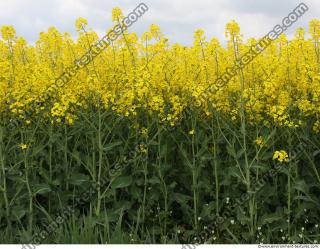 free photo texture of plant fields 
